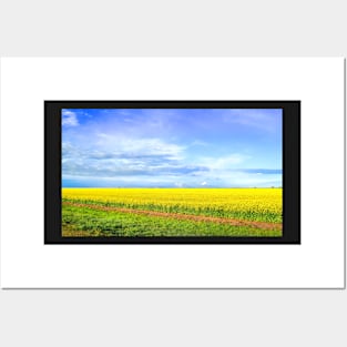 Canola Field Blooming photography Posters and Art